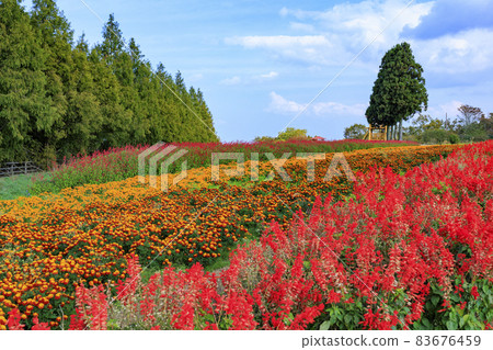 梅納德青山渡假村藥草園,秋花 梅納德青山渡假村藥草園,秋花 83676459