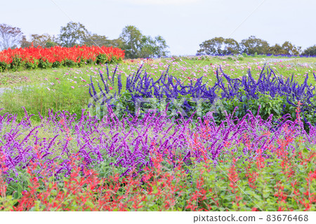 Menard Aoyama Resort Herb Garden with Autumn Flowers 83676468