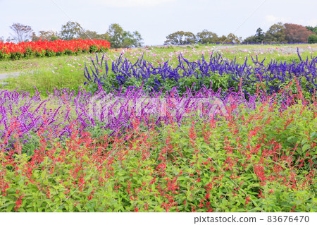 Menard Aoyama Resort Herb Garden with Autumn Flowers Menard Aoyama Resort Herb Garden with Autumn Flowers 83676470
