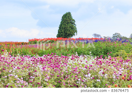 Menard Aoyama Resort Herb Garden with Autumn Flowers Menard Aoyama Resort Herb Garden with Autumn Flowers 83676475