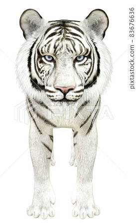 The White Tiger. 3D Illustration Stock Illustration - Illustration