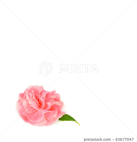 Blooming balsam flowers isolated on a white . Place for your text. 83677047