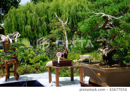 PUTRAJAYA, MALAYSIA -MAY 30, 2016: Bonsai tree display for public at the Royal Floria Putrajaya 2016 in Putrajaya, Malaysia. PUTRAJAYA, MALAYSIA -MAY 30, 2016: Bonsai tree display for public at the Royal Floria Putrajaya 2016 in Putrajaya, Malaysia. 83677058