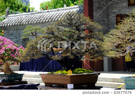 PUTRAJAYA, MALAYSIA -MAY 30, 2016: Bonsai tree display for public at the Royal Floria Putrajaya 2016 in Putrajaya, Malaysia. PUTRAJAYA, MALAYSIA -MAY 30, 2016: Bonsai tree display for public at the Royal Floria Putrajaya 2016 in Putrajaya, Malaysia. 83677076