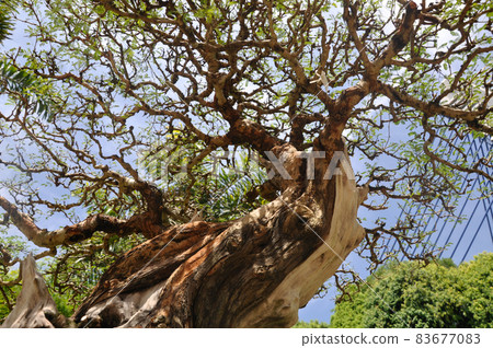 PUTRAJAYA, MALAYSIA -MAY 30, 2016: Bonsai tree display for public at the Royal Floria Putrajaya 2016 in Putrajaya, Malaysia. PUTRAJAYA, MALAYSIA -MAY 30, 2016: Bonsai tree display for public at the Royal Floria Putrajaya 2016 in Putrajaya, Malaysia. 83677083