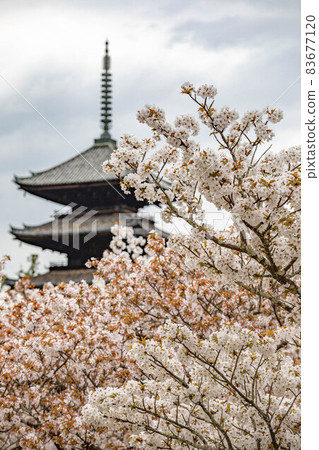 Ninna-ji Temple, five-storied pagoda in the cloudy sky and Omuro cherry blossoms in full bloom 83677120
