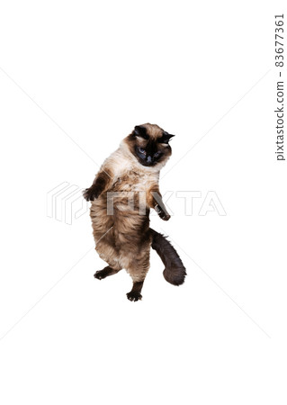 Portrait of beautiful graceful Siamese cat jumping, flying isolated on white studio background. Animal life concept Portrait of beautiful graceful Siamese cat jumping, flying isolated on white studio background. Animal life concept 83677361