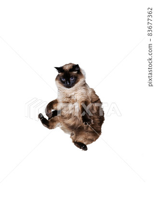 Portrait of beautiful graceful Siamese cat jumping, flying isolated on white studio background. Animal life concept Portrait of beautiful graceful Siamese cat jumping, flying isolated on white studio background. Animal life concept 83677362