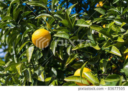 【陽光充足的房子花園裡的橘子】 83677505