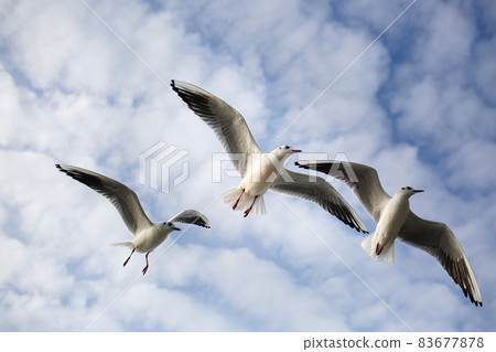 Three seagulls soaring in the blue sky. Gulls flying high in cloudless sky Three seagulls soaring in the blue sky. Gulls flying high in cloudless sky 83677878