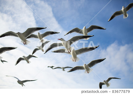 A flock of seagulls soaring in the blue sky. Gulls flying high in cloudless sky 83677879