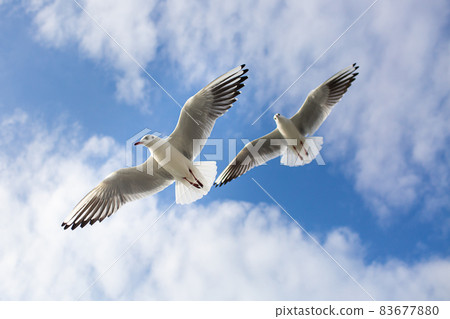 Two seagulls soaring in blue sky. Gulls flying high in cloudless sky 83677880