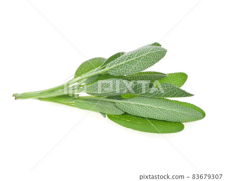 Sage herb isolated on white background Sage herb isolated on white background 83679307