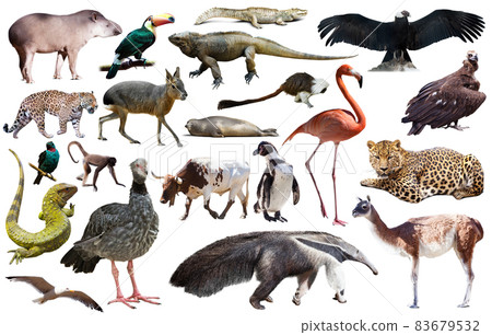 south american animals on white south american animals on white 83679532