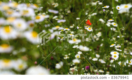 Small red butterfly in the summer flower field Small red butterfly in the summer flower field 83679941