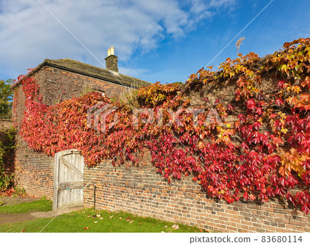 Beautuful fall scene of a coutryside house in West Yorkshire, England with its brick wall covered with red autumn leaves . 83680114