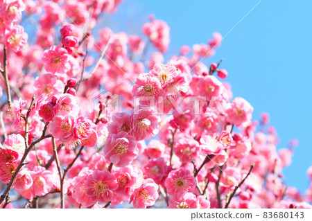 Plum blossoms (Karin plum) 83680143
