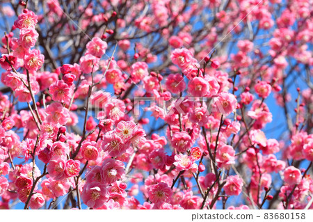 梅花(Karin李子) 梅花(Karin李子) 83680158