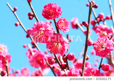 梅花（鹿兒島紅） 83680275