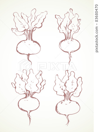 Beet. Vector drawing 83680470