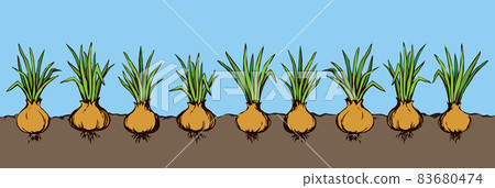 Onion. Vector drawing 83680474