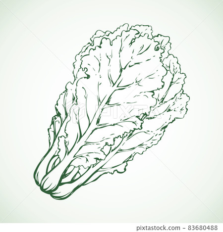 Chinese cabbage. Vector drawing 83680488
