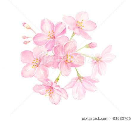 Cherry blossom watercolor illustration close-up hand-painted analog transparent background 83680766