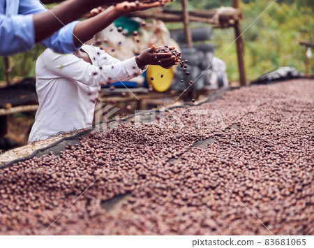 African employers are working with coffee beans production at washing center 83681065