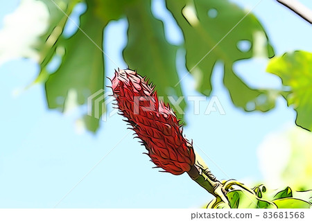 Pastel-like "red fruit of magnolia obovata" illustration image 83681568