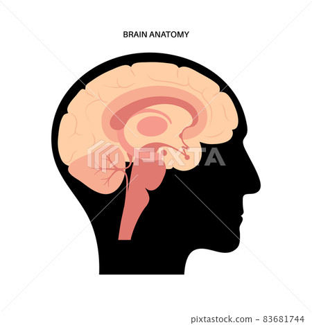 Brain anatomy concept 83681744