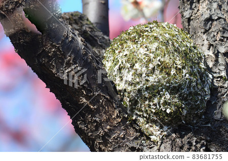 Enaga's nest made of plum trees Enaga's nest made of plum trees 83681755