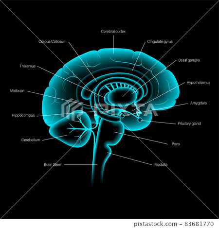 Brain 3D anatomy 83681770
