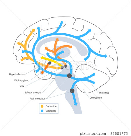 Serotonin and dopamine pathway - Stock Illustration [83681773] - PIXTA