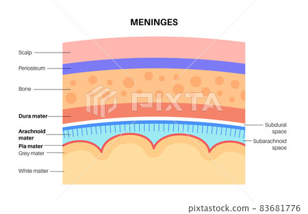 Meninges anatomy diagram 83681776