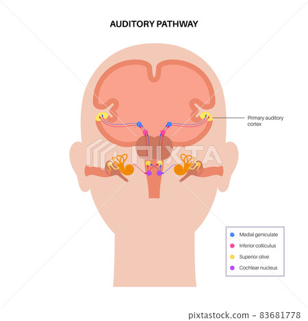 Auditory pathway diagram 83681778