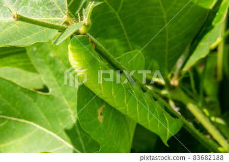 Clanis bilineata larva, hornworm 83682188