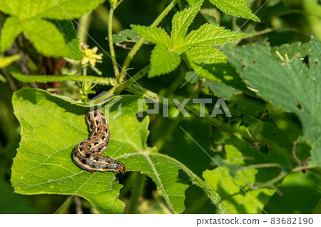 斜紋夜蛾幼蟲,角蟲 斜紋夜蛾幼蟲,角蟲 83682190