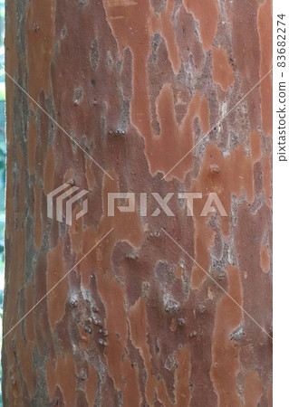 Bakuchinoki 83682274