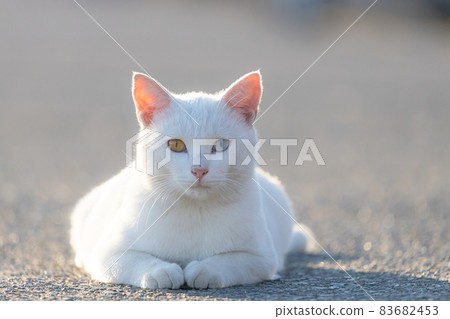 Odd-eyed white stray cat Odd-eyed Odd-eyed white stray cat Odd-eyed 83682453