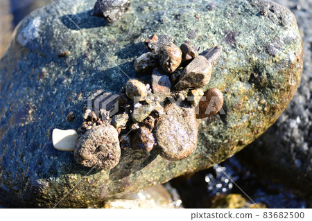 Stenopsyche marmorata 幼蟲巢 Stenopsyche marmorata 幼蟲巢 83682500