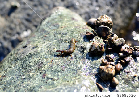 Black beetle and black beetle nest Black beetle and black beetle nest 83682520