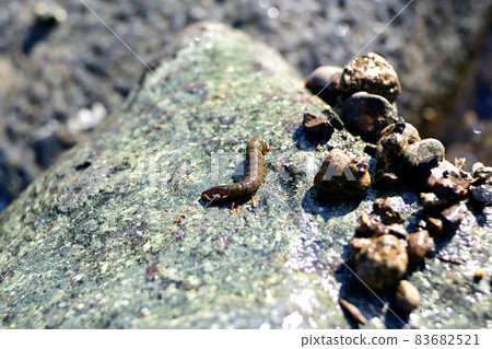 黑甲蟲和黑甲蟲的巢穴 黑甲蟲和黑甲蟲的巢穴 83682521