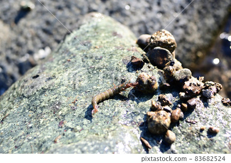 Black beetle and black beetle nest Black beetle and black beetle nest 83682524