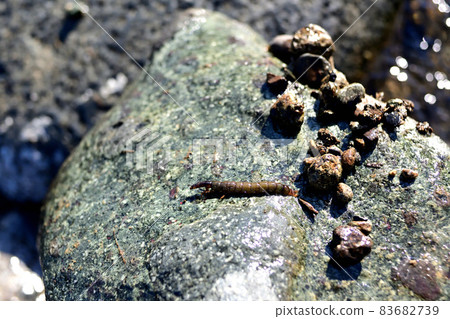 Stenopsyche marmorata larvae and their nests 83682739