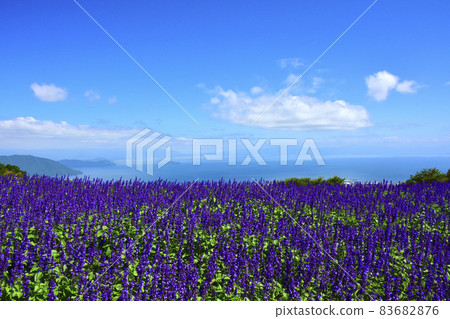 Biwako Hakodateyama Blue Salvia Hill 83682876