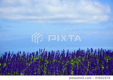 Biwako Hakodateyama Blue Salvia Hill Biwako Hakodateyama Blue Salvia Hill 83682878