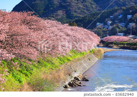 Izu Kawazu cherry tree-lined road in full bloom Kawazu Town, Shizuoka Prefecture Izu Kawazu cherry tree-lined road in full bloom Kawazu Town, Shizuoka Prefecture 83682940