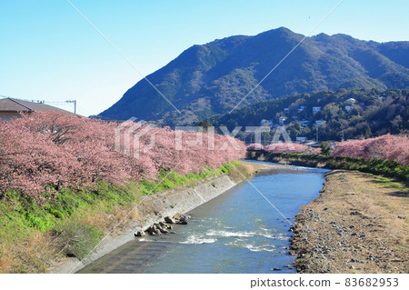 Izu Kawazu cherry tree-lined road in full bloom Kawazu Town, Shizuoka Prefecture Izu Kawazu cherry tree-lined road in full bloom Kawazu Town, Shizuoka Prefecture 83682953