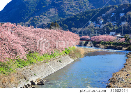 Izu Kawazu cherry tree-lined road in full bloom Kawazu Town, Shizuoka Prefecture Izu Kawazu cherry tree-lined road in full bloom Kawazu Town, Shizuoka Prefecture 83682954