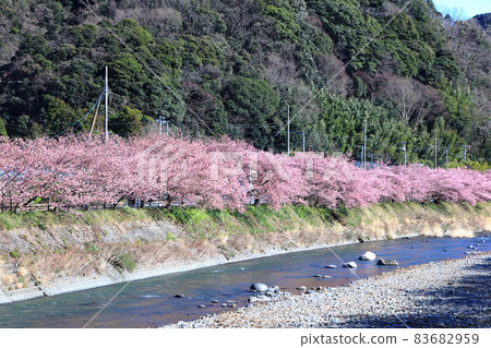 靜岡縣河津町盛開的伊豆河津櫻花林蔭道 靜岡縣河津町盛開的伊豆河津櫻花林蔭道 83682959